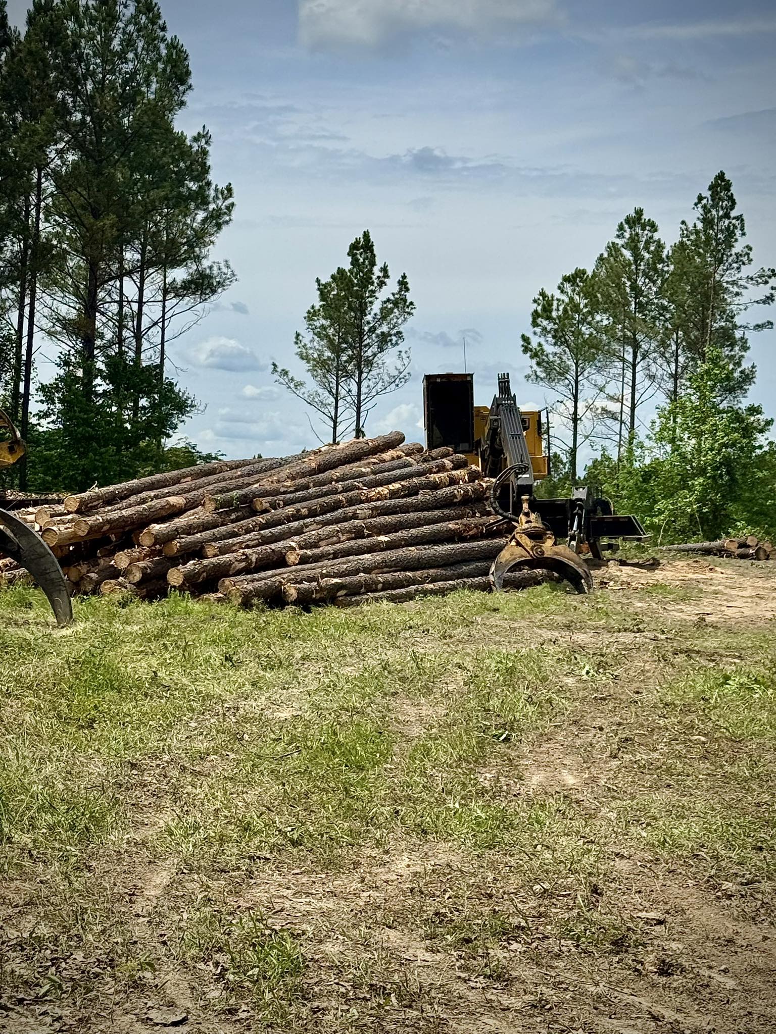 Timber loader stacking logs in the woods